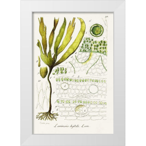 Seaweed Illustration VI White Modern Wood Framed Art Print by Unknown