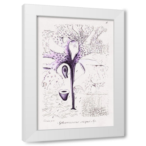 Seaweed Illustration VII White Modern Wood Framed Art Print by Unknown