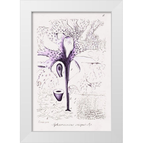 Seaweed Illustration VII White Modern Wood Framed Art Print by Unknown