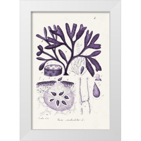 Seaweed Illustration VIII White Modern Wood Framed Art Print by Unknown