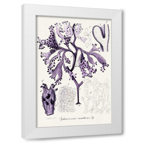 Seaweed Illustration IX White Modern Wood Framed Art Print by Unknown