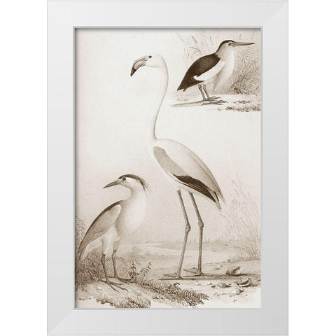 Sepia Water Birds I White Modern Wood Framed Art Print by Unknown