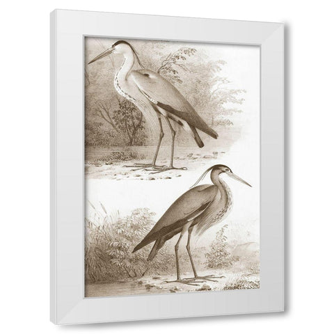 Sepia Water Birds III White Modern Wood Framed Art Print by Unknown