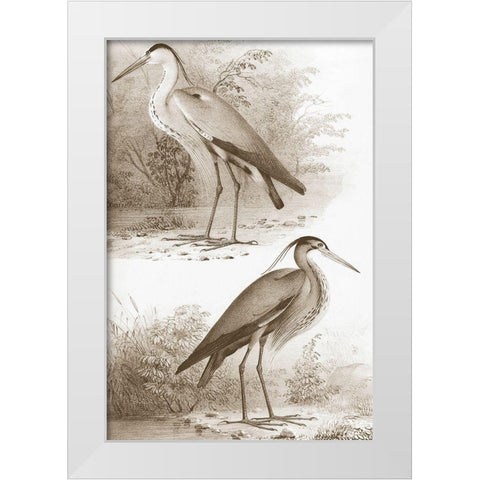 Sepia Water Birds III White Modern Wood Framed Art Print by Unknown