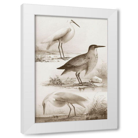 Sepia Water Birds IV White Modern Wood Framed Art Print by Unknown
