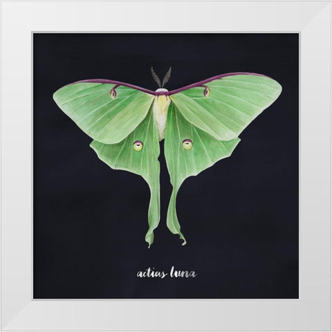 Luna Moth II White Modern Wood Framed Art Print by Popp, Grace