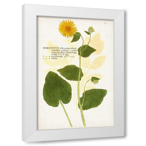 Nature Printed Botanicals I White Modern Wood Framed Art Print by Unknown