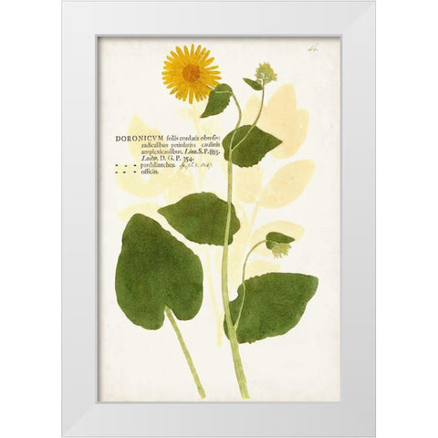 Nature Printed Botanicals I White Modern Wood Framed Art Print by Unknown