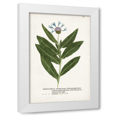 Nature Printed Botanicals II White Modern Wood Framed Art Print by Unknown