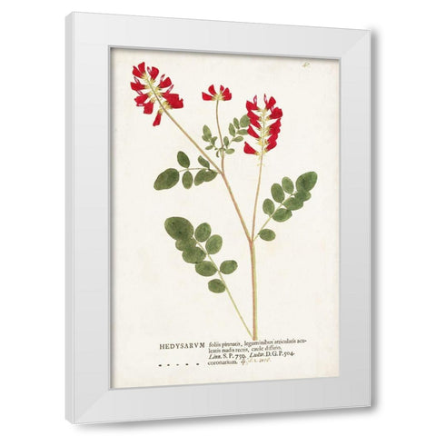 Nature Printed Botanicals III White Modern Wood Framed Art Print by Unknown
