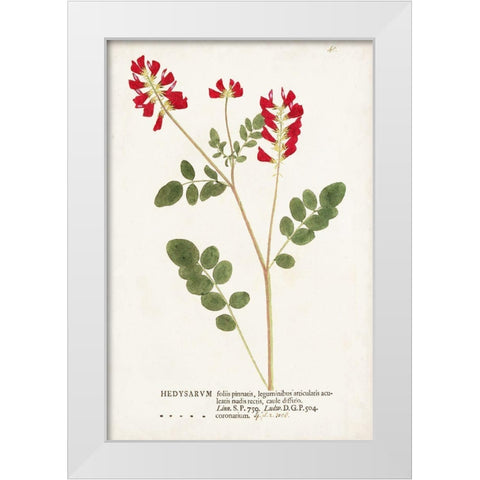 Nature Printed Botanicals III White Modern Wood Framed Art Print by Unknown