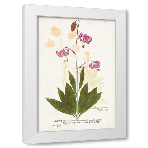 Nature Printed Botanicals V White Modern Wood Framed Art Print by Unknown