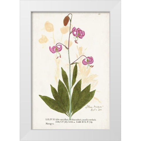 Nature Printed Botanicals V White Modern Wood Framed Art Print by Unknown