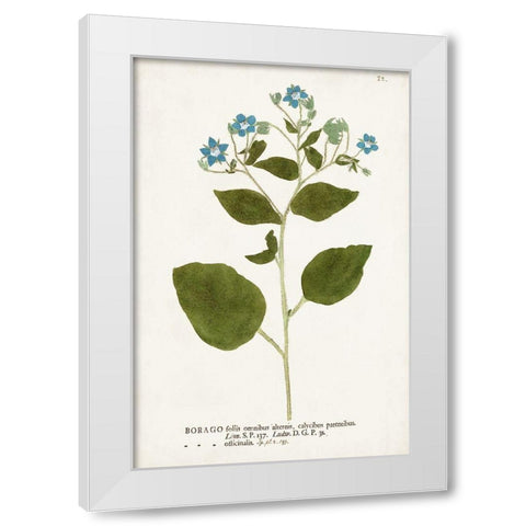 Nature Printed Botanicals VI White Modern Wood Framed Art Print by Unknown