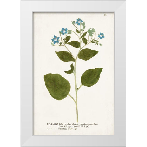 Nature Printed Botanicals VI White Modern Wood Framed Art Print by Unknown