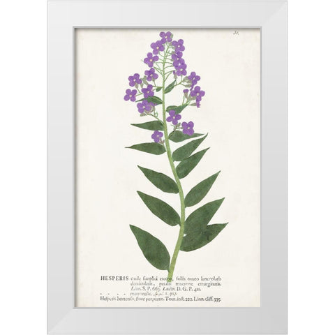 Nature Printed Botanicals VII White Modern Wood Framed Art Print by Unknown