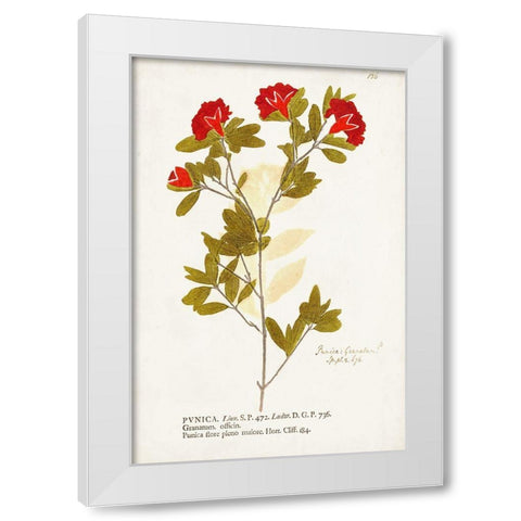 Nature Printed Botanicals VIII White Modern Wood Framed Art Print by Unknown