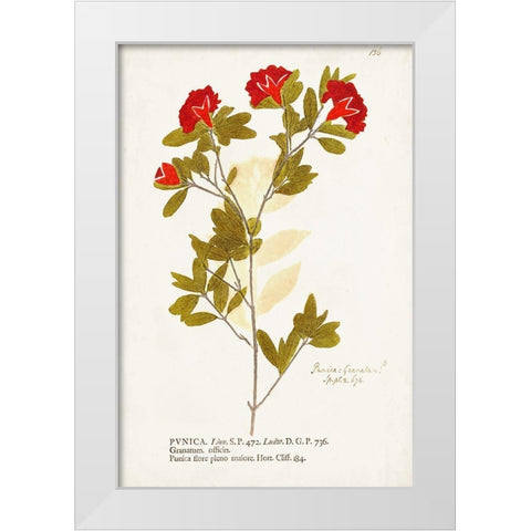 Nature Printed Botanicals VIII White Modern Wood Framed Art Print by Unknown