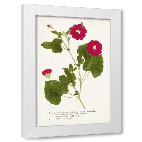 Nature Printed Botanicals IX White Modern Wood Framed Art Print by Unknown