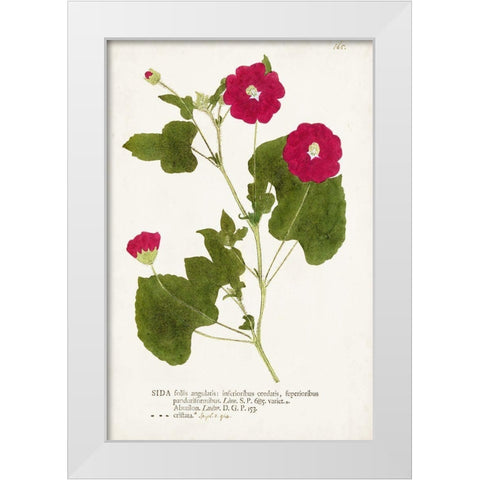 Nature Printed Botanicals IX White Modern Wood Framed Art Print by Unknown