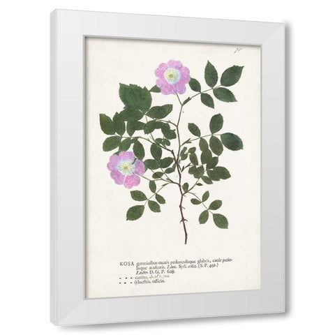 Nature Printed Botanicals X White Modern Wood Framed Art Print by Unknown