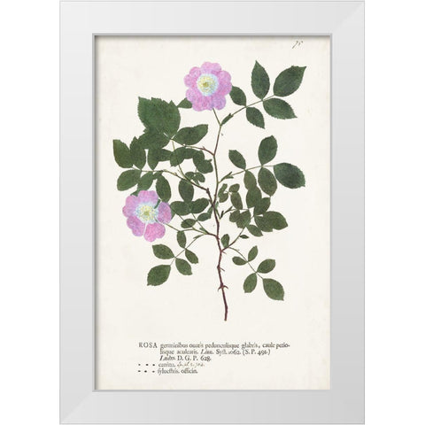 Nature Printed Botanicals X White Modern Wood Framed Art Print by Unknown