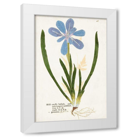 Nature Printed Botanicals XI White Modern Wood Framed Art Print by Unknown
