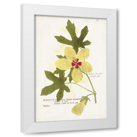 Nature Printed Botanicals XII White Modern Wood Framed Art Print by Unknown