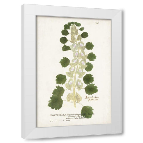 Nature Printed Ferns I White Modern Wood Framed Art Print by Unknown