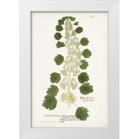 Nature Printed Ferns I White Modern Wood Framed Art Print by Unknown