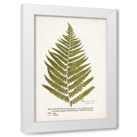 Nature Printed Ferns II White Modern Wood Framed Art Print by Unknown