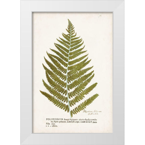 Nature Printed Ferns II White Modern Wood Framed Art Print by Unknown