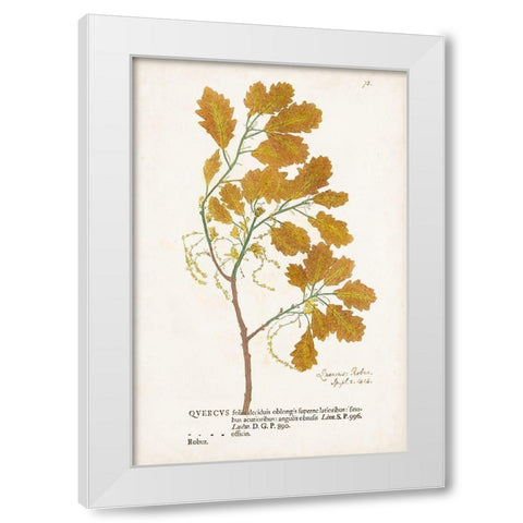 Nature Printed Ferns III White Modern Wood Framed Art Print by Unknown