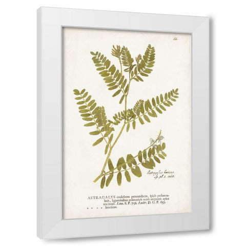 Nature Printed Ferns V White Modern Wood Framed Art Print by Unknown