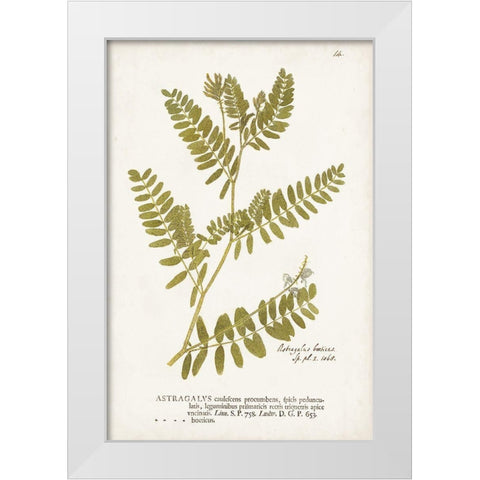 Nature Printed Ferns V White Modern Wood Framed Art Print by Unknown