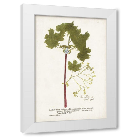 Nature Printed Ferns VI White Modern Wood Framed Art Print by Unknown