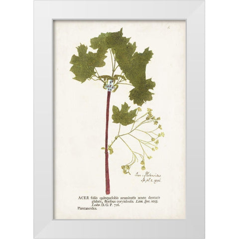 Nature Printed Ferns VI White Modern Wood Framed Art Print by Unknown