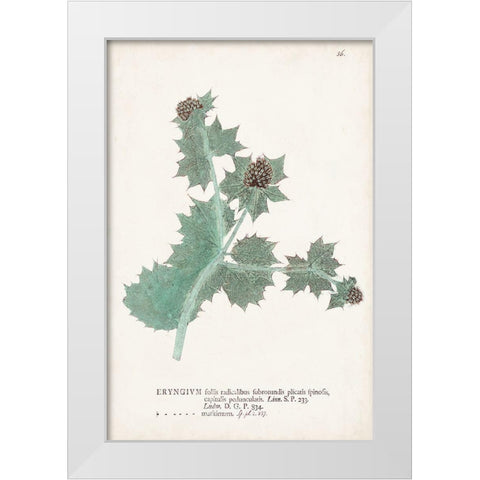 Nature Printed Ferns VII White Modern Wood Framed Art Print by Unknown