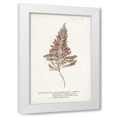 Nature Printed Ferns VIII White Modern Wood Framed Art Print by Unknown