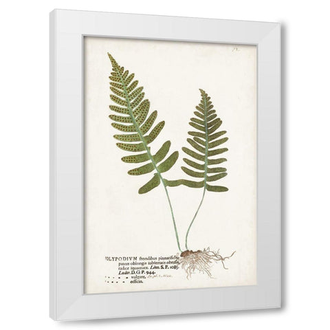 Nature Printed Ferns IX White Modern Wood Framed Art Print by Unknown