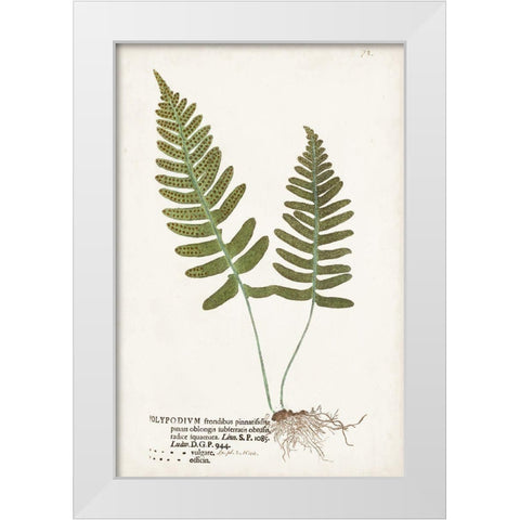 Nature Printed Ferns IX White Modern Wood Framed Art Print by Unknown