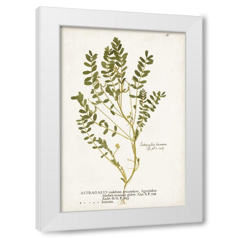 Nature Printed Ferns X White Modern Wood Framed Art Print by Unknown