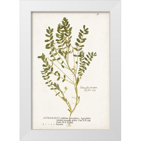 Nature Printed Ferns X White Modern Wood Framed Art Print by Unknown