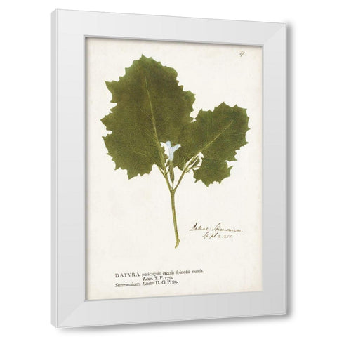 Nature Printed Ferns XI White Modern Wood Framed Art Print by Unknown