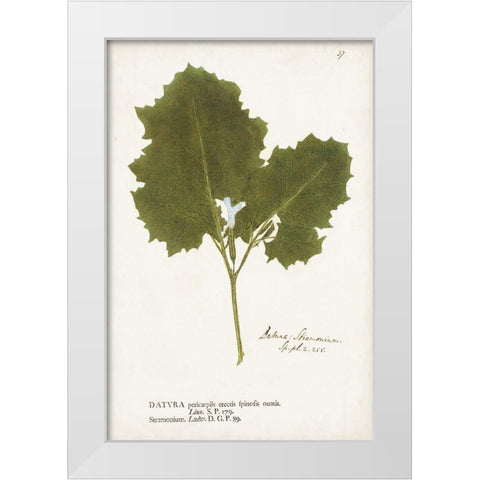 Nature Printed Ferns XI White Modern Wood Framed Art Print by Unknown