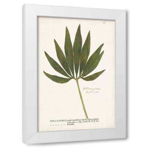 Nature Printed Ferns XII White Modern Wood Framed Art Print by Unknown