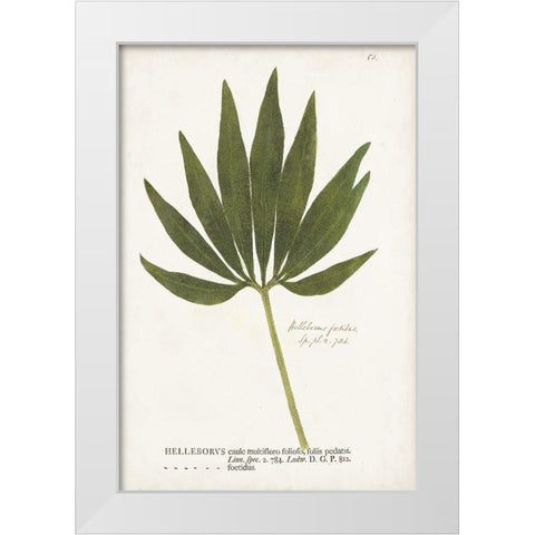 Nature Printed Ferns XII White Modern Wood Framed Art Print by Unknown