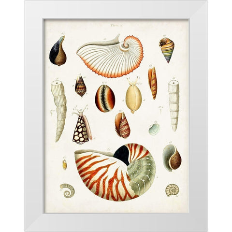 Antique Shell Collection I White Modern Wood Framed Art Print by Unknown