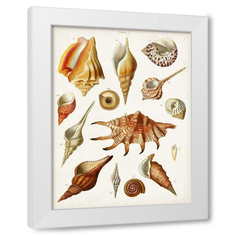 Antique Shell Collection II White Modern Wood Framed Art Print by Unknown