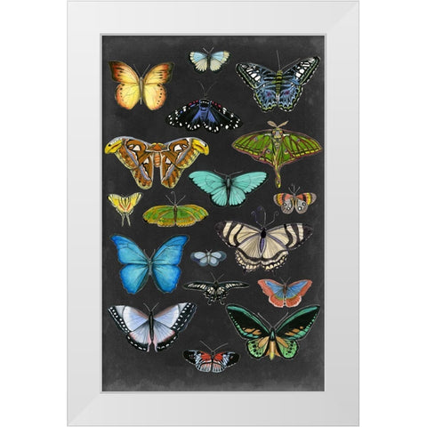 Graphic Butterfly Taxonomy I White Modern Wood Framed Art Print by McCavitt, Naomi
